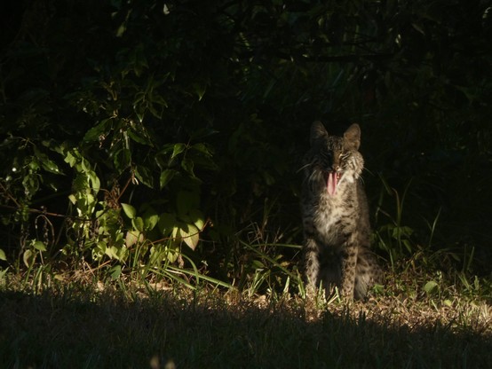 Bobcat doing a BIG yawn, facing the viewer. Dappled light from the morning sun cuts a bright swath across the middle of the image, illuminating the cat and some of the undergrowth it is resting in. The top and lower third of the image is dark undergrowth.