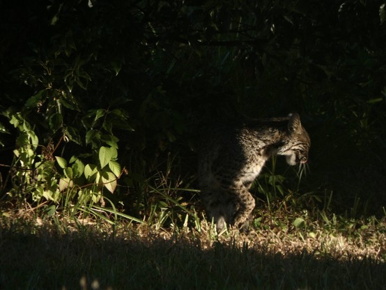 Bobcat doing a little licky mlem while wandering off to the right often the image. Its front passenger side paw is lifted doing a lil step. Dappled light from the morning sun cuts a bright swath across the middle of the image, illuminating the cat and some of the undergrowth it is resting in. The top and lower third of the image is dark undergrowth.