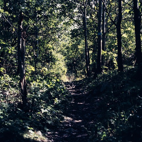 A path through a dense forest. Sunshine through the trees. Dappled sunlight on the ground. High summer.