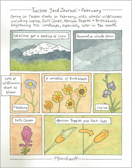 Tucson Yard Journal - February: my watercolor & pen panel art of the Catalina mountains with a dusting of snow, mammatus clouds, lots of wildflowers blooming including Fleabane, Brittlebush, Lupine, Owl's Clover, and Mexican Poppies. Text reads "Spring in Tucson starts in February, with colorful wildflowers including Lupine, Owl’s Clover, Mexican Poppies & Brittlebush brightening the landscape, especially later in the month." Tucson Yard Journal - February: my watercolor & pen panel art of the Catalina mountains with a dusting of snow, mammatus clouds, lots of wildflowers blooming including Fleabane, Brittlebush, Lupine, Owl's Clover, and Mexican Poppies. Text reads "Spring in Tucson starts in February, with colorful wildflowers including Lupine, Owl’s Clover, Mexican Poppies & Brittlebush brightening the landscape, especially later in the month."