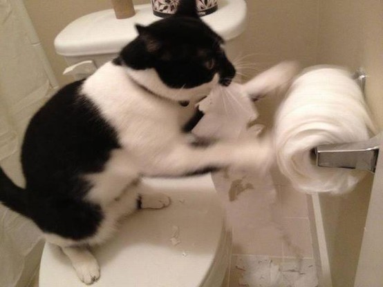 A cat spins an "under the roll" mounted toilet paper