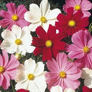 Yellow centred pink, red and white cosmos bipinnatus flowers