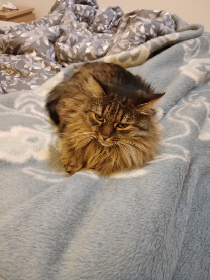 Gatta si atteggia sul letto