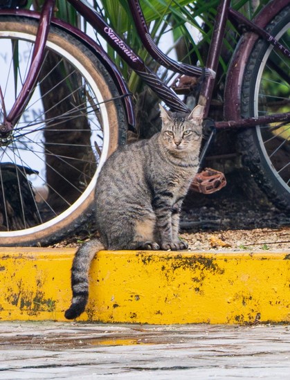 A black, tan and gray striped cat in front of a bicycle.