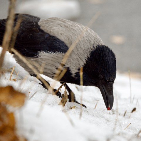A hooded crow picking up a berry in snow