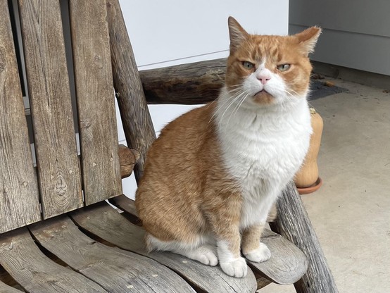 A large orange and white cat with a scrunchy face sitting on a wooden bunch on my front porch