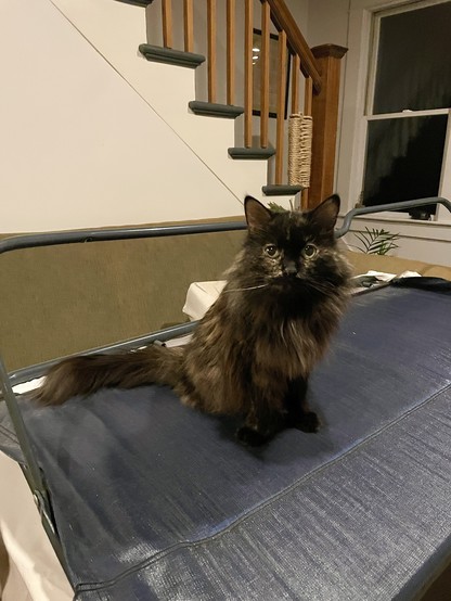 Pippin the senior long-haired Siberian cat is on top of the underside (if that makes sense) of a pull out sofa that has been pulled out but not entirely folded out. There are 2 iron bars behind her that need to be put on the floor to complete the setup. She is sitting upright looking at the camera with a look of 50% ownership and 50% “Am I really going to get away with this?”