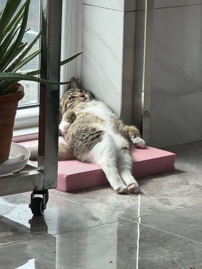 tabby cat with white belly lying on a cushion like a little human, thinking about stuff