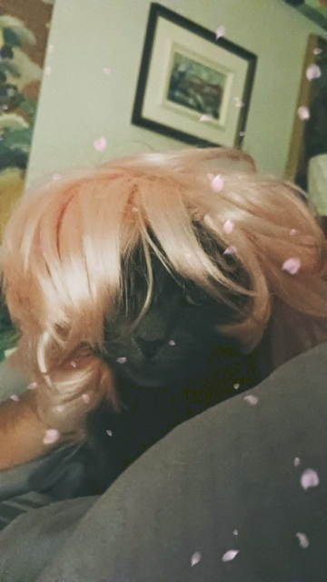 A grey cat looking at the camera while wearing a fabulous pink wig.