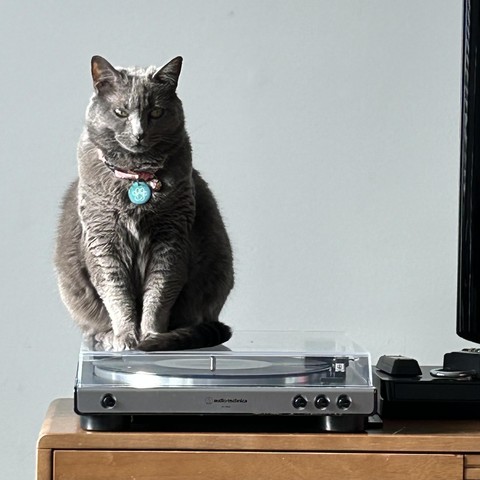 Cat sitting on a record player.