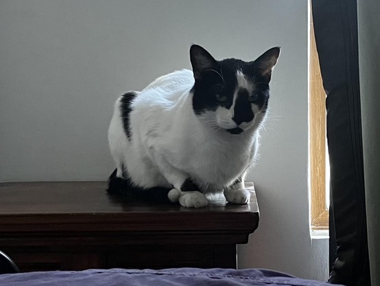 Piccetti, mi gato blanco y negro, agazapado en una mesa de luz junto a mi cama.