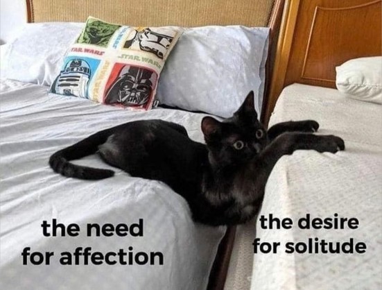 Black cat reaching across two beds, with tummy falling down the gap between the beds. 

The left bed has black text that reads "the need for affection" . The right bed has "the desire for solitude".