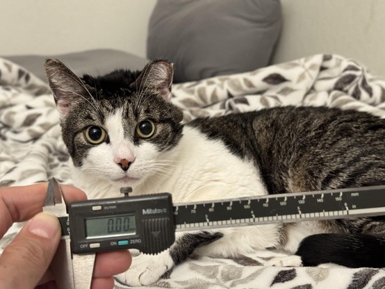 Hand holding digital calipers with the reading zeroed out, showing that the batteries in the calipers work. Behind the calipers is a grey and white tabby cat with wide round eyes staring at the device.