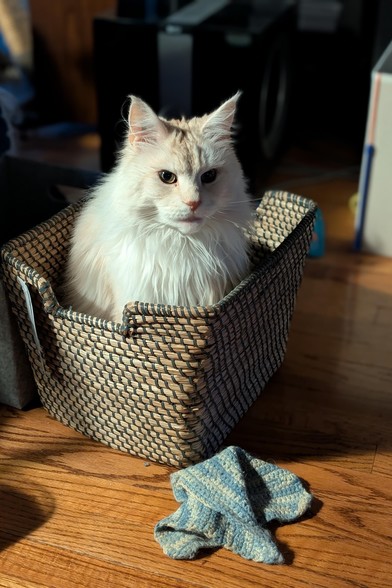 A cream coloured maine coon sits in a basket.  There is a dishcloth on the floor.
