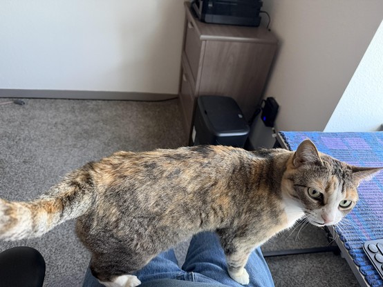 A calico cat standing on the lap of her human. She is looking just past camera with golden green eyes. She has adorable white socks and a bib.