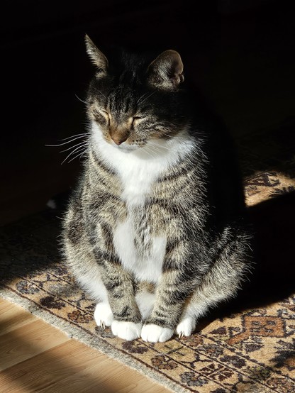 A fat tabby cat with white paws and chest sitting on a patterned rug in a patch of sunlight. His eyes are closed and the most of the top of his head is in shadow, as is the background.