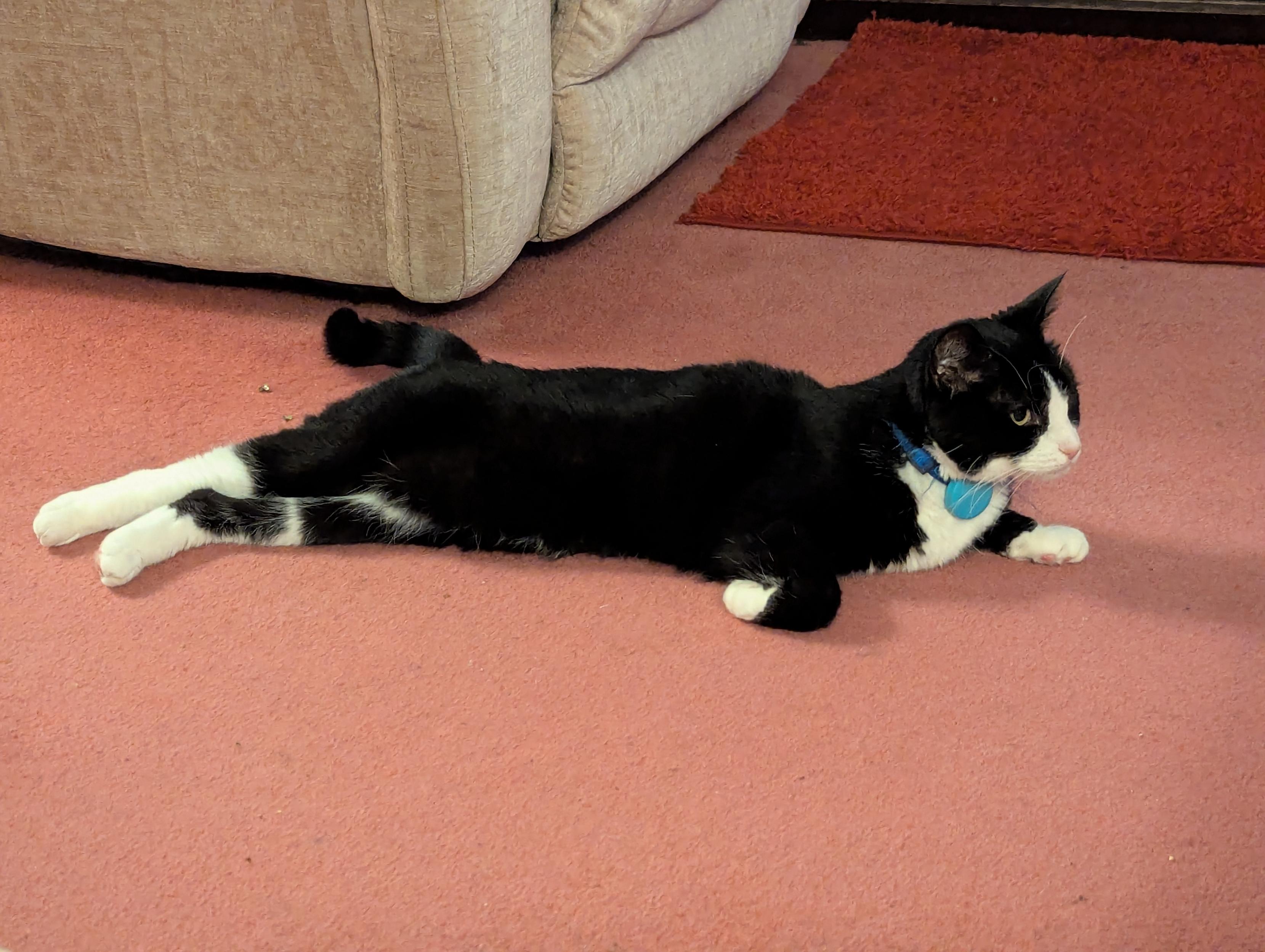Tuxedo cat stretched out on pink carpet