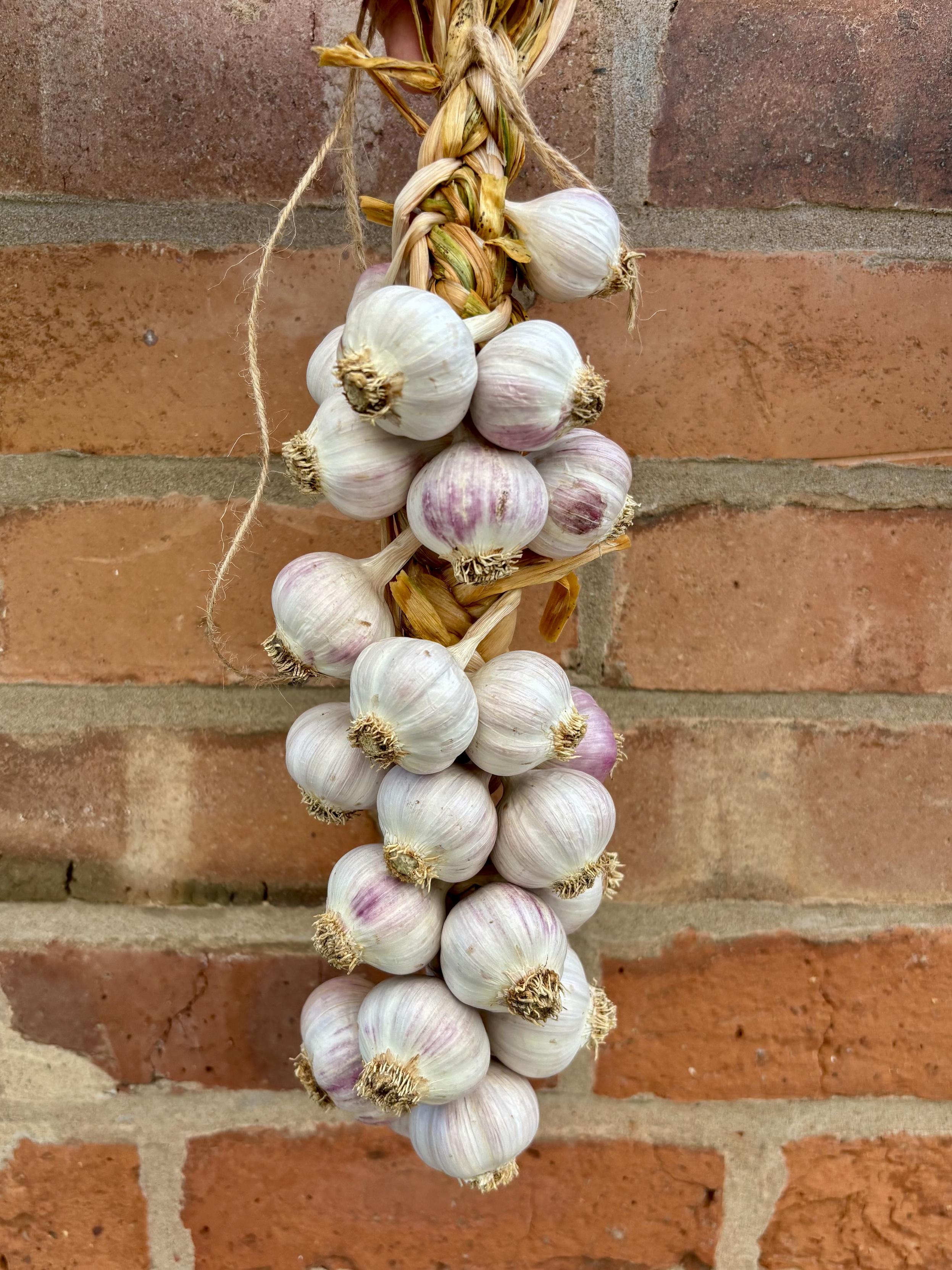 A completed garlic braid. The garlic leaves are used to braid the garlic bulbs together so they can be easily hung and stored.