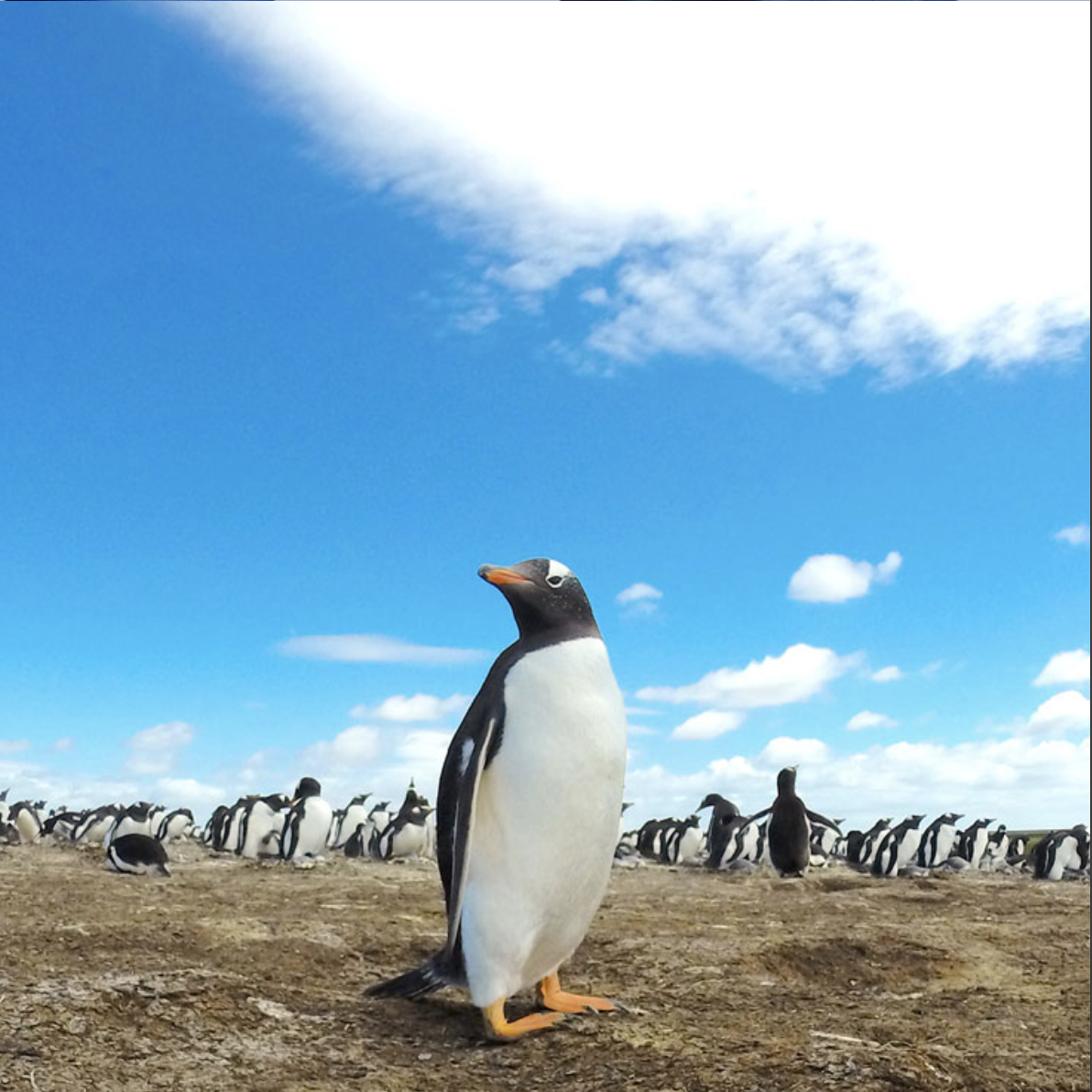 Videos for Social Media and Web