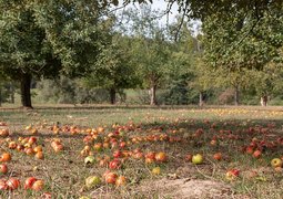13156007-apples-4461402_640