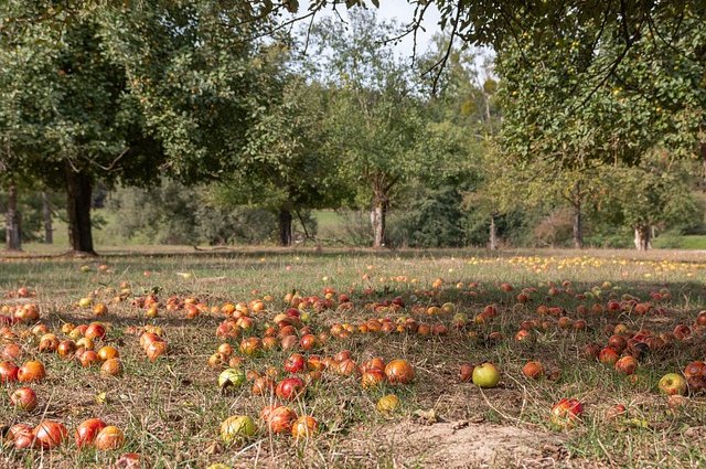 13156007-apples-4461402_640