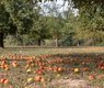 13156007-apples-4461402_640