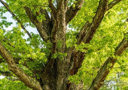 16081684-oak-5095843_640