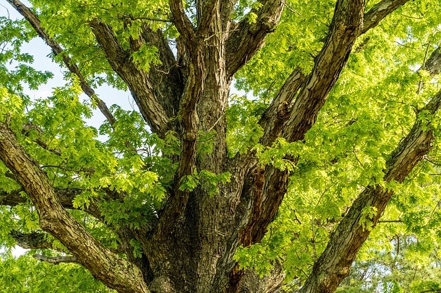 16081684-oak-5095843_640