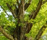 16081684-oak-5095843_640