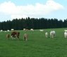2900960529_b69aabd75e_c