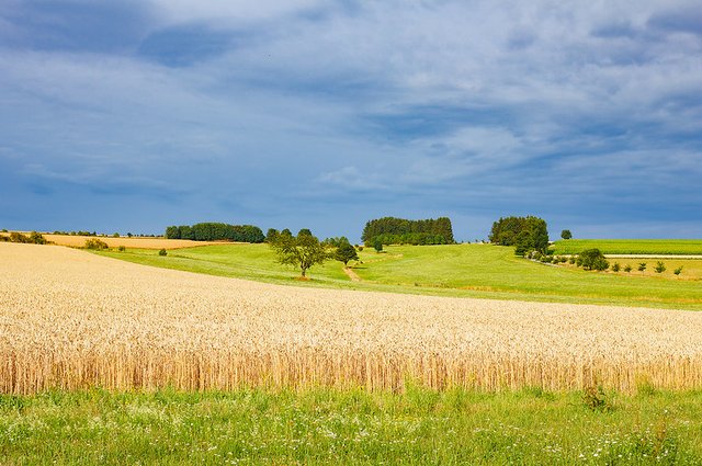 42608006154_297546d71d_c