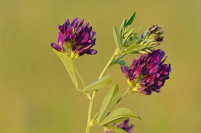 682px-Medicago_sativa_-_harilik_lutsern_Keilas