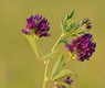 682px-Medicago_sativa_-_harilik_lutsern_Keilas