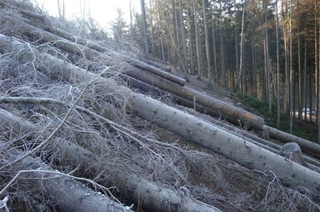 Ani po dvojím upozornění inspektorů neučinila firma opatření proti šíření kůrovců