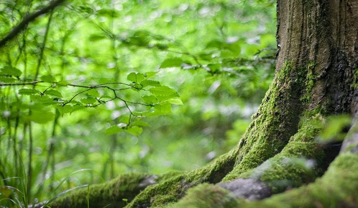 Celé Česko se může pustit do sázení stromů. MŽP spouští unikátní program na podporu iniciativy Sáz
