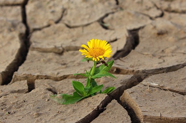 Den boje proti suchu a rozšiřování pouští - opatření MŽP