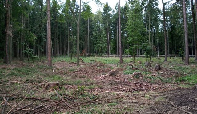 Dny za obnovu lesa začnou od 18. května