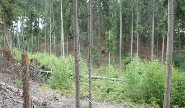 Firma nerespektuje rozhodnutí ČIŽP, nezajišťuje na lesních pozemcích nápravu a nepečuje o ně