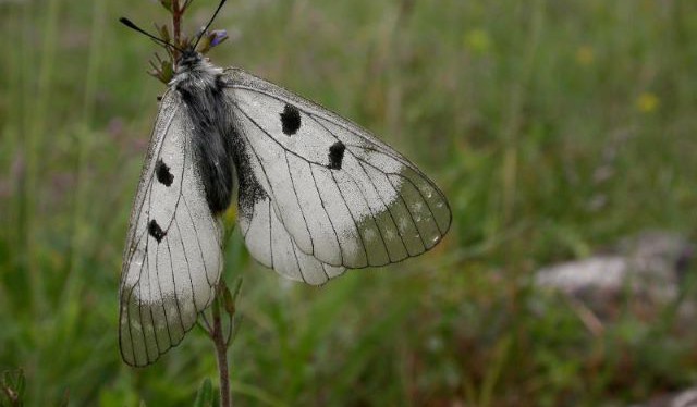Hospodaření Lesů ČR zlikvidovalo tisíce přísně chráněných motýlů v chráněném území, kritizují vědc