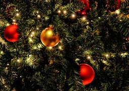 Jak vybrat vánoční stromeček, který má nejmenší dopad na životní prostředí?