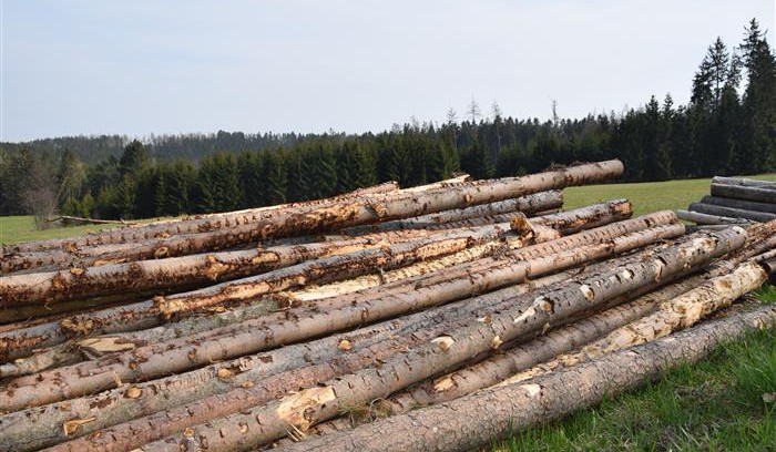 Kraj Vysočina přidává další miliony na dotace pro vlastníky lesů zasažených kůrovcem
