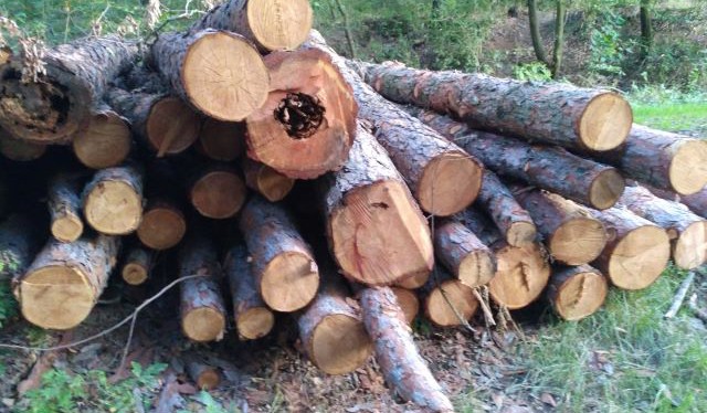 Kraj v rámci Fondu Vysočiny nabízí další milióny na hospodaření v lesích