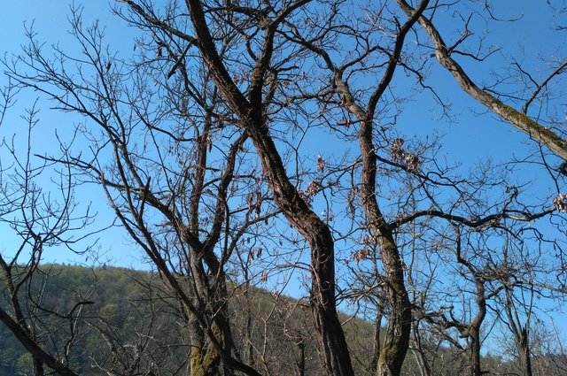 Kůrovcovou kalamitu je nutné zastavit. Zní z Rakouska, Bavorska i z Vysočiny