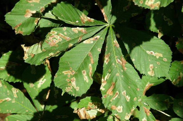 Listy-poskozene-larvami-klinenky