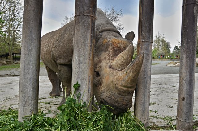 Největší stěhování nosorožců do Afriky začíná, návštěvníci se s nimi rozloučili