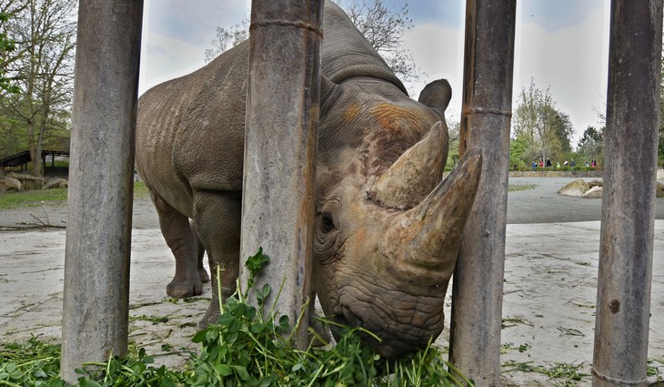 Největší stěhování nosorožců do Afriky začíná, návštěvníci se s nimi rozloučili