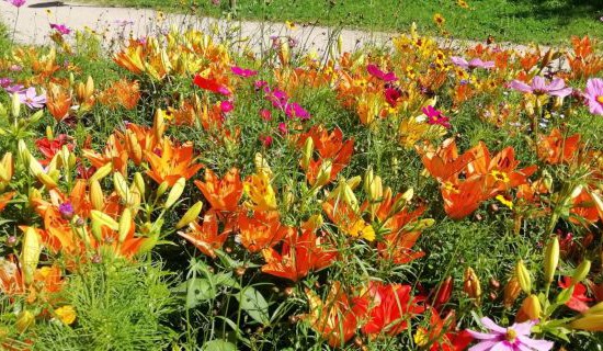 Olomouc rozkvétá: v centru květinová výzdoba, v parcích atraktivní záhony letniček