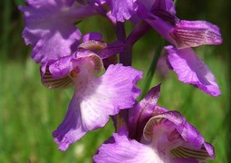 Orchis_morio_Saarland_11