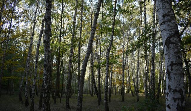 Podmínky pro výsadbu nových, odolných a druhově co nejpestřejších lesů