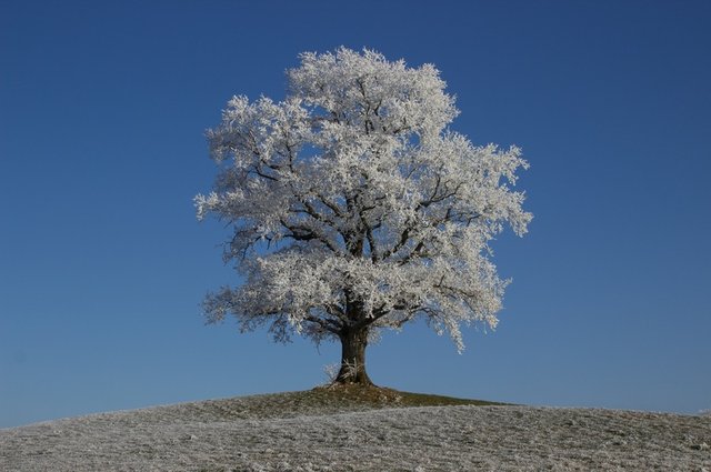 Strom roku